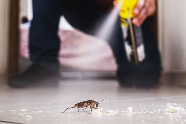 Best Pest Removal Services  in Pawcatuck, CT