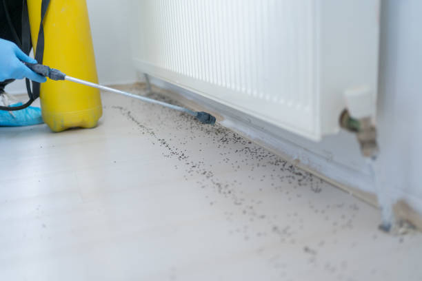 Best Rat Extermination Near Me  in Pawcatuck, CT