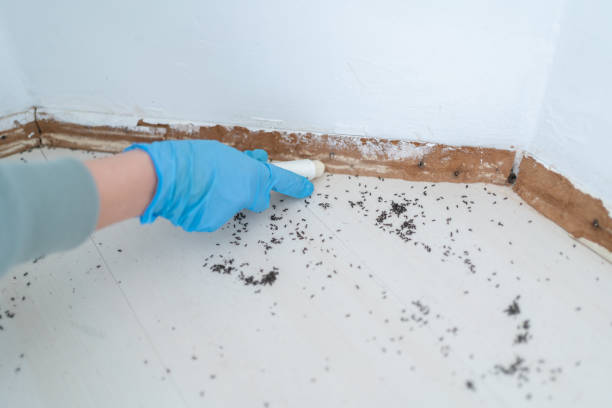 Best Pest Prevention Services  in Pawcatuck, CT